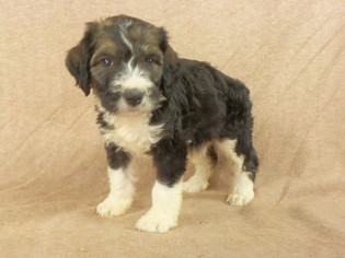 Bernedoodle Puppy for sale in RIVERSIDE, IA, USA