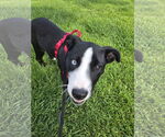 Small #1 American Pit Bull Terrier-Border Collie Mix