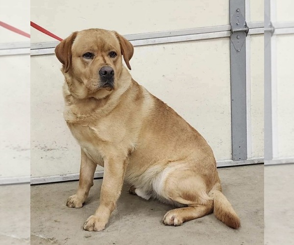 Medium Photo #3 Labrador Retriever Puppy For Sale in OLEAN, NY, USA