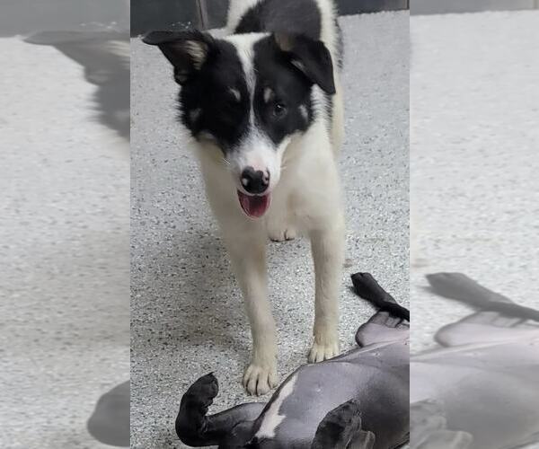 Medium Photo #16 Border Collie Puppy For Sale in Highland, IL, USA