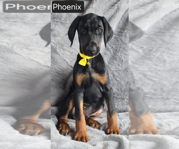 Medium Photo #6 Doberman Pinscher Puppy For Sale in POMEROY, OH, USA