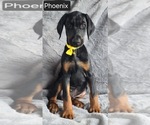 Small #5 Doberman Pinscher