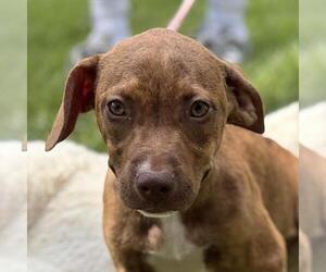 Catahoula Leopard Dog-Unknown Mix Dogs for adoption in Yardley, PA, USA