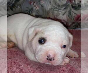 American Bulldog Puppy for sale in BOAZ, AL, USA