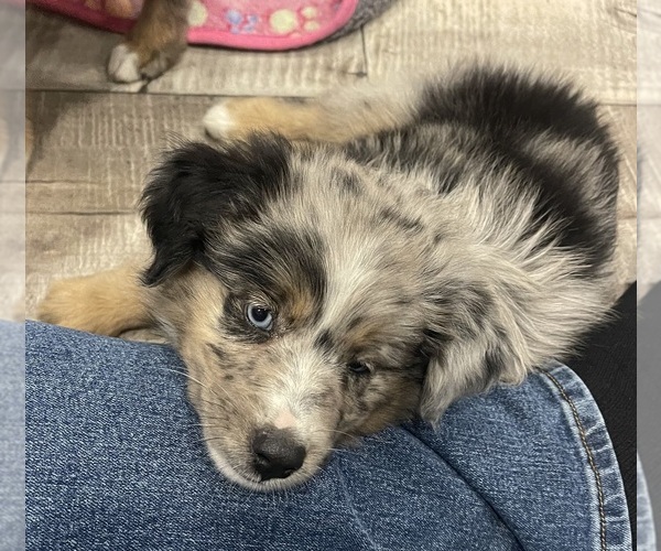 Medium Photo #8 Miniature Australian Shepherd Puppy For Sale in TERRELL, TX, USA