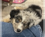 Small #7 Miniature Australian Shepherd