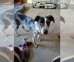 Small #2 Mutt