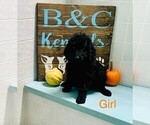 Small Photo #4 Goldendoodle Puppy For Sale in CLARE, IL, USA