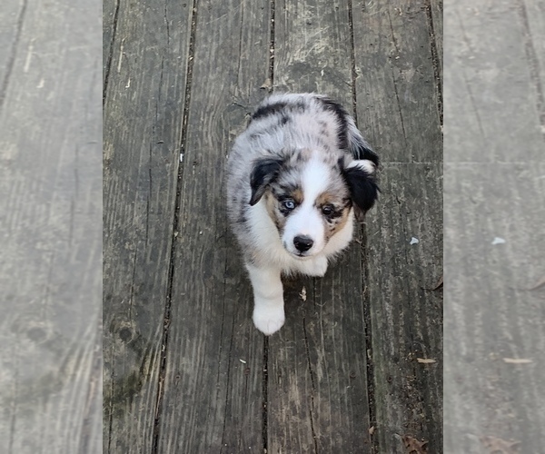 Medium Photo #5 Miniature Australian Shepherd Puppy For Sale in GLOUCESTER, VA, USA