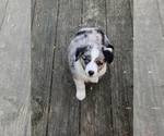 Small Photo #5 Miniature Australian Shepherd Puppy For Sale in GLOUCESTER, VA, USA