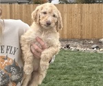 Puppy Puppy 7 Poodle (Standard)