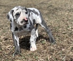 Small Photo #1 Great Dane Puppy For Sale in ROCKWELL CITY, IA, USA
