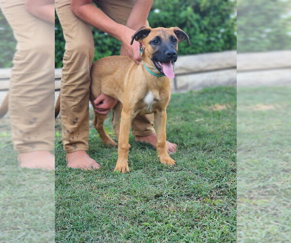 Medium Photo #6 Boxador Puppy For Sale in Dana Point, CA, USA
