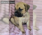 Small #5 Cane Corso