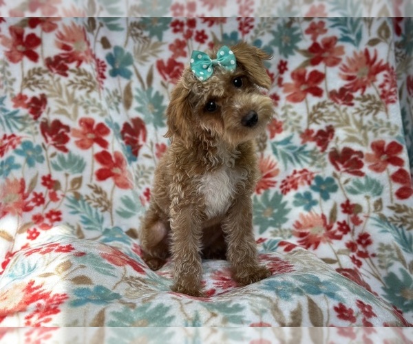 Medium Photo #6 Poovanese Puppy For Sale in LAKELAND, FL, USA
