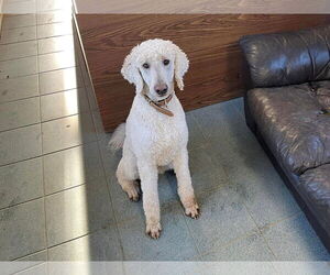 Ronnie - Male Poodle (Standard) Dog for Adoption - Photo #8