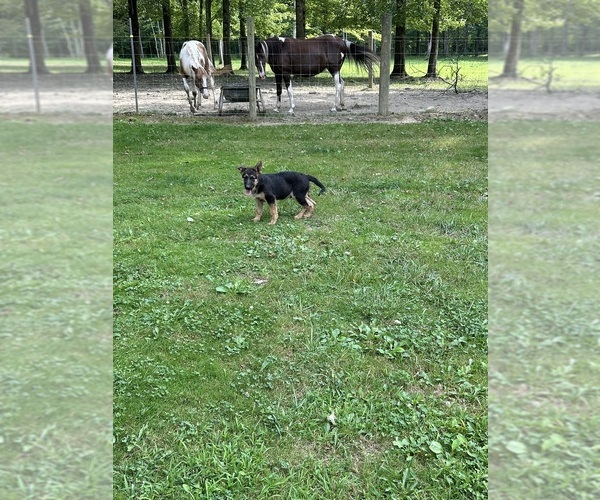 Medium Photo #3 German Shepherd Dog Puppy For Sale in PULASKI, PA, USA