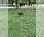 Small #2 German Shepherd Dog