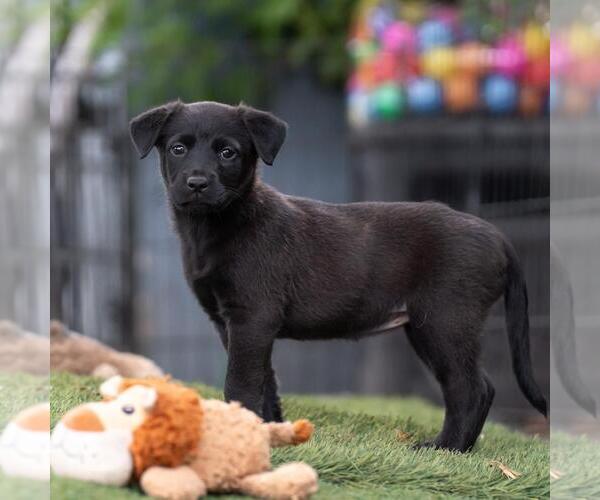 Medium Photo #3 Labrador Retriever-Unknown Mix Puppy For Sale in San Diego, CA, USA