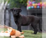 Small #2 Labrador Retriever Mix