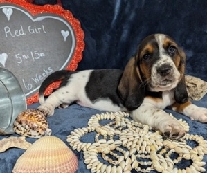 Basset Hound Puppy for sale in EDGAR SPRINGS, MO, USA