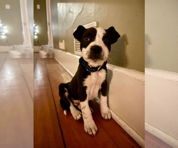 Medium Photo #3 Mutt Puppy For Sale in New London, WI, USA