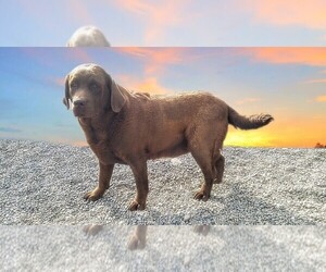 Labrador Retriever Puppy for sale in CATO, NY, USA