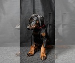 Puppy Red Six Doberman Pinscher