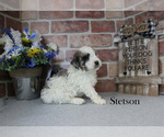 Small #4 Poodle (Miniature)