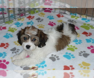 Cavachon Puppy for sale in ORO VALLEY, AZ, USA