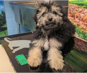 Chihuahua-Unknown Mix Dogs for adoption in Moreno Valley, CA, USA