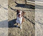 Small American Staffordshire Terrier Mix