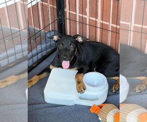 Mutt Dogs for adoption in Bolivar, MO, USA