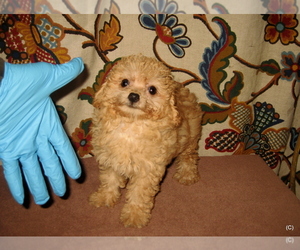 Poodle (Toy) Puppy for sale in BAKERSFIELD, CA, USA