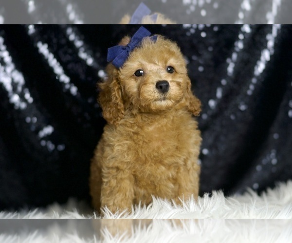 Medium Photo #5 Poodle (Miniature) Puppy For Sale in WARSAW, IN, USA