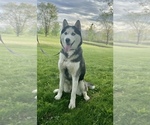 Small Photo #1 German Shepherd Dog-Siberian Husky Mix Puppy For Sale in NORTH BLOOMFIELD, OH, USA