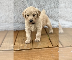 Goldendoodle Puppy for sale in TOLLESBORO, KY, USA