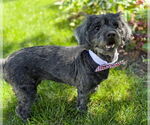Small #2 Cocker Spaniel-Poodle (Miniature) Mix
