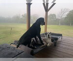 Small #2 Great Dane-Labrador Retriever Mix
