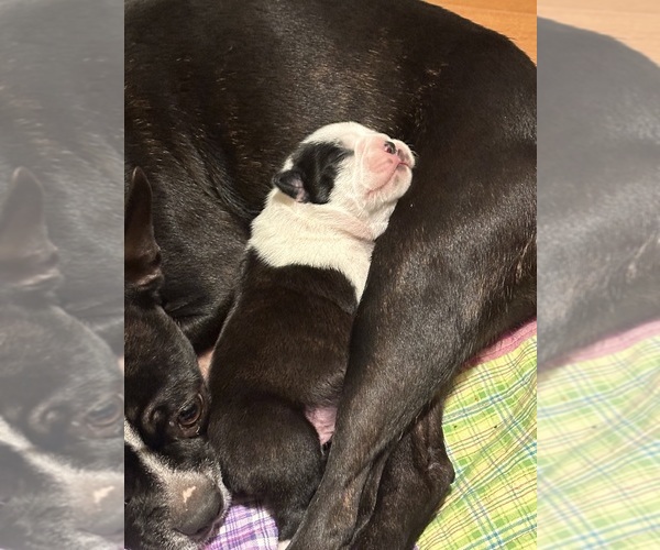 Medium Photo #1 Boston Terrier Puppy For Sale in SPRINGVILLE, IN, USA