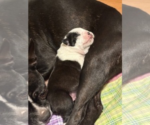 Boston Terrier Puppy for Sale in SPRINGVILLE, Indiana USA