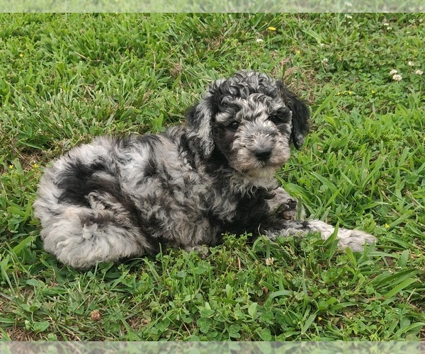 Medium Photo #10 Poodle (Standard) Puppy For Sale in COUCH, MO, USA