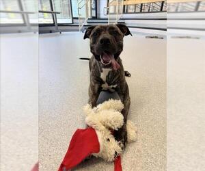 American Bulldog-Unknown Mix Dogs for adoption in Toronto, Ontario, Canada