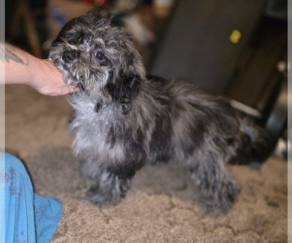 Medium Photo #8 ShihPoo Puppy For Sale in DYERSBURG, TN, USA