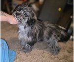 Small #7 ShihPoo