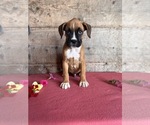 Small #14 Boxer