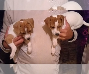 Jack Russell Terrier Puppy for sale in VINITA, OK, USA