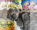 Small Photo #3 Great Dane Puppy For Sale in MIAMI, FL, USA