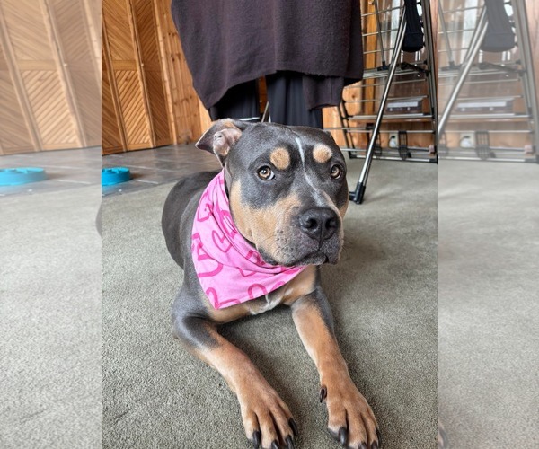Medium Photo #4 American Bulldog-Unknown Mix Puppy For Sale in Oro Medonte, Ontario, Canada