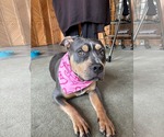 Small #3 American Bulldog Mix
